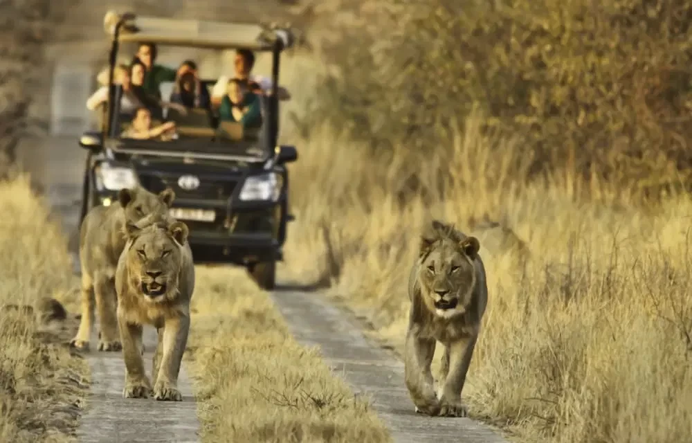 South Africa: Explore Kruger National Park