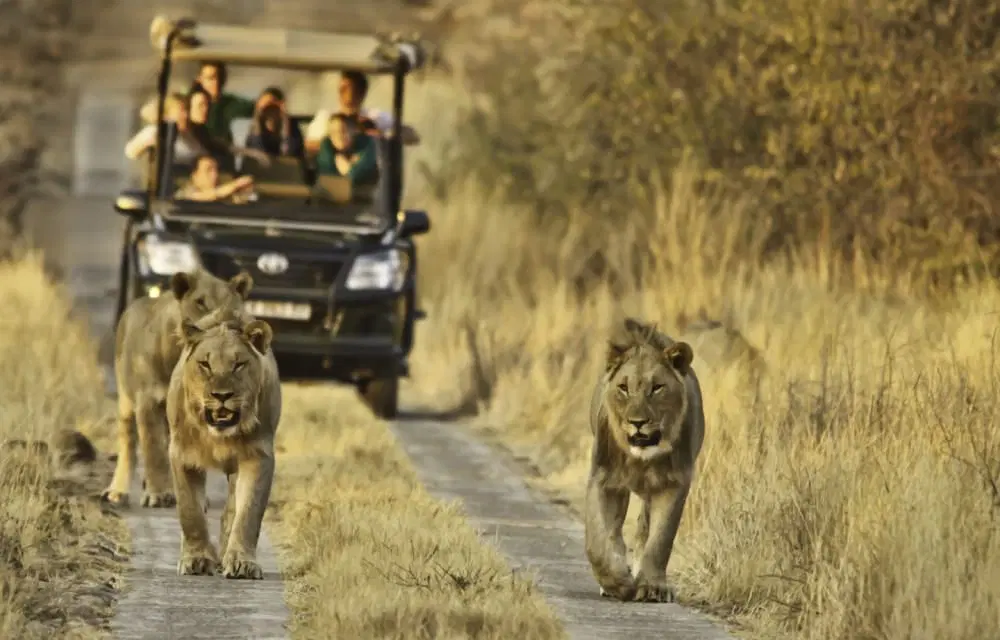 South Africa: Explore Kruger National Park