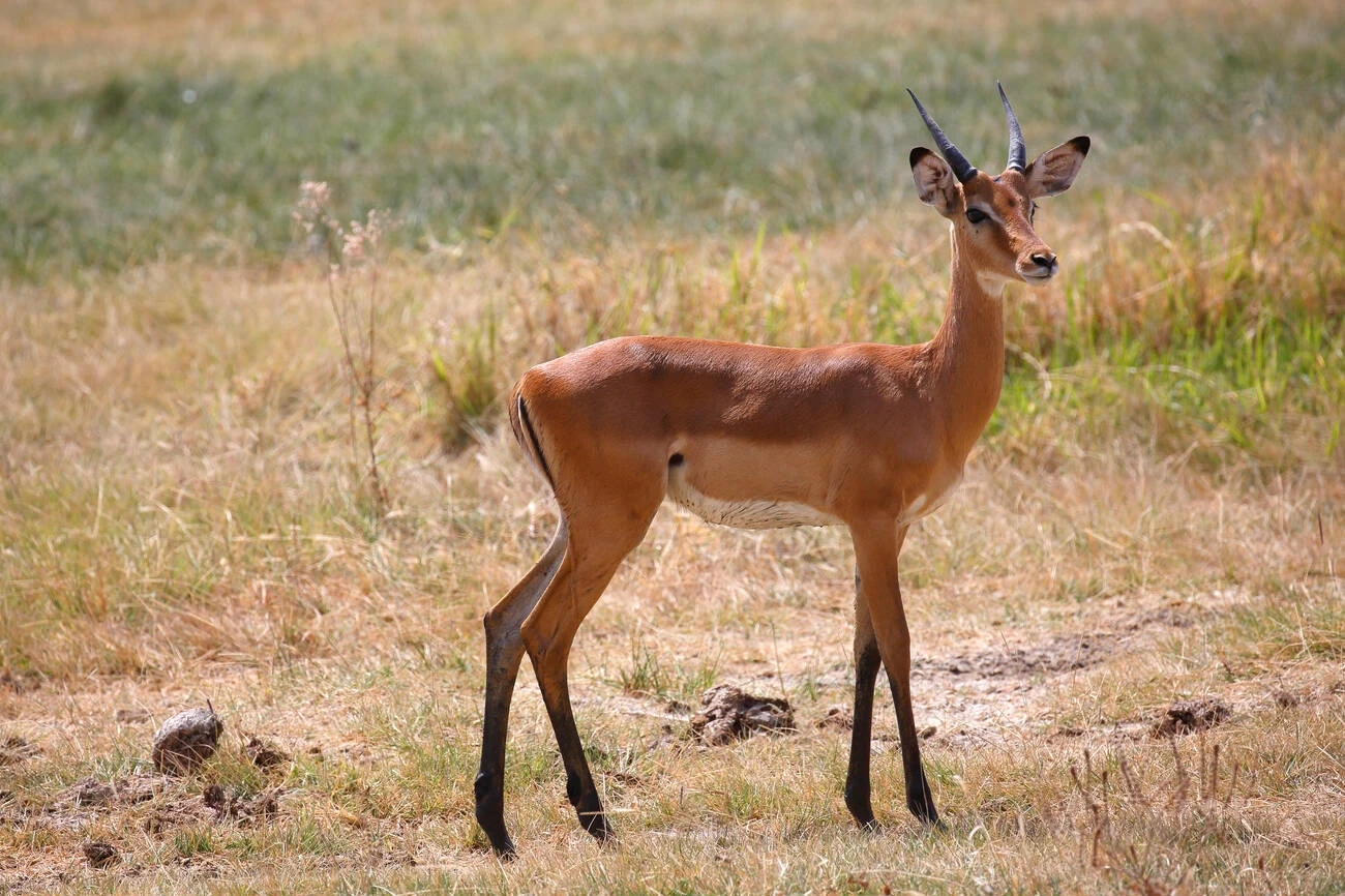 Things To Consider: Tanzania Family Safaris & Tours